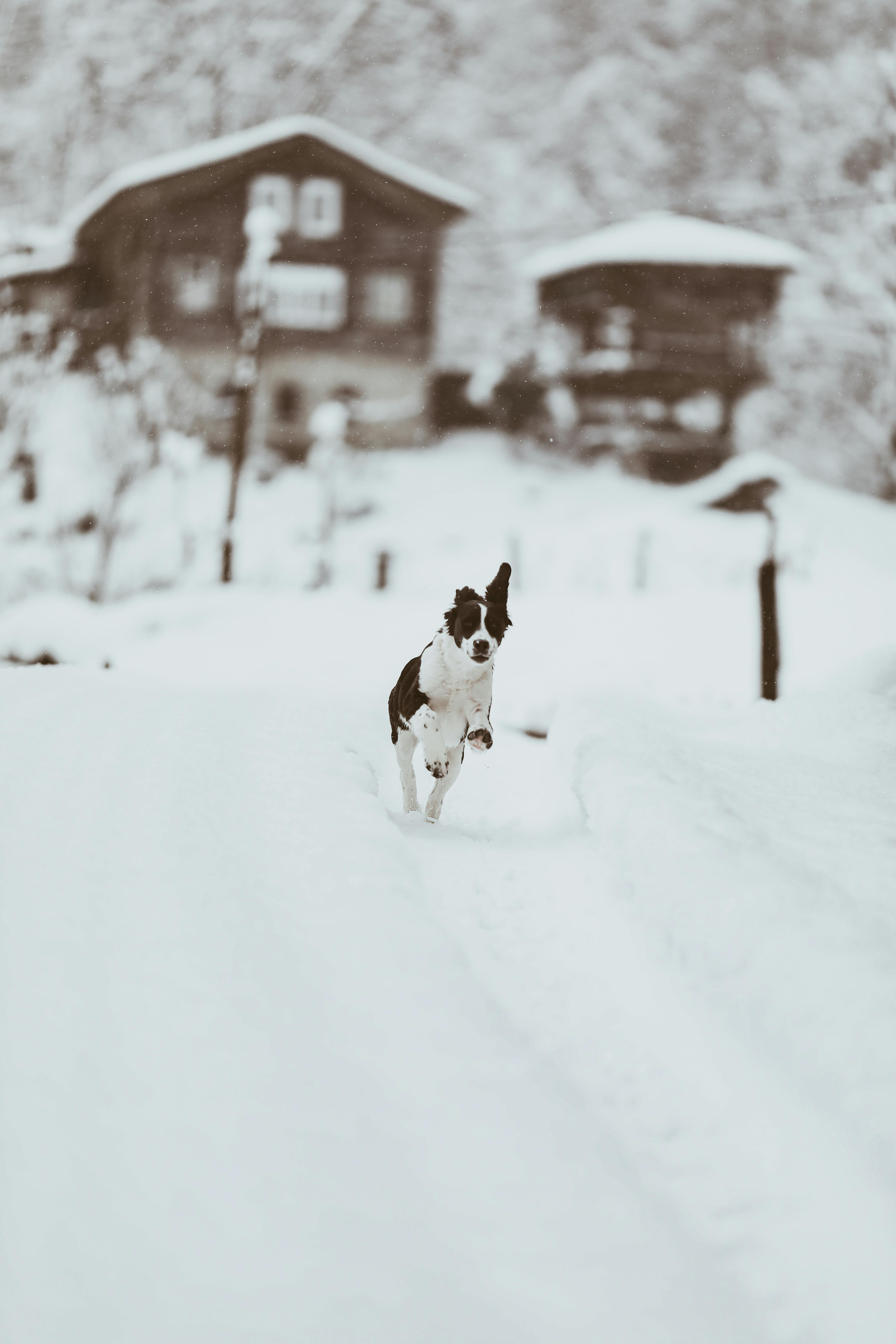 A dog energetically runs through a snowy path in a winter village setting, capturing winter fun.