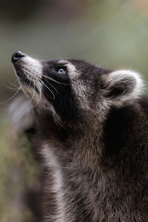 Raccoon gazing upward — photo by Vincent M.A. Janssen on Pexels