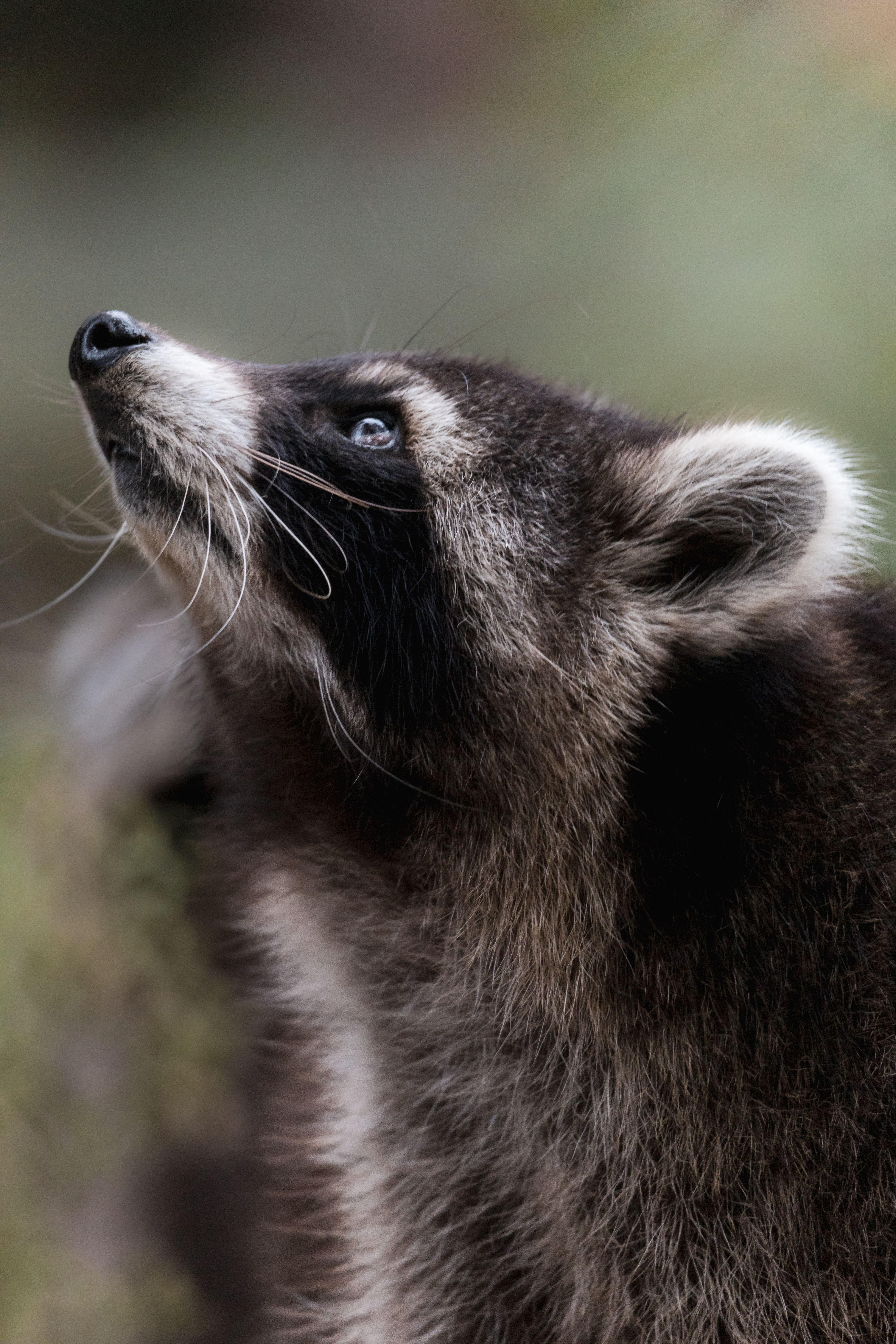 Close-Up of a Raccoon Looking Upwards in Nature · Free Stock Photo