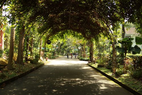Free A serene garden pathway with a natural archway of foliage and light. Stock Photo