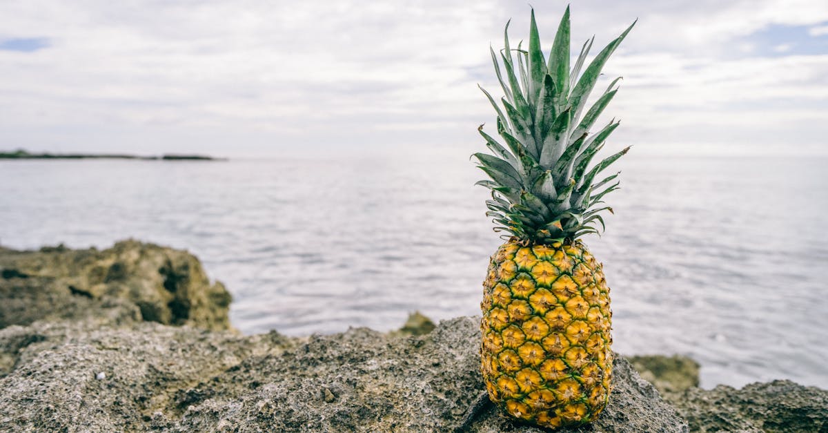 Photo by Pineapple Supply Co. A vibrant pineapple sits on rocky terrain by the sea, evoking a tropical and coastal feel.