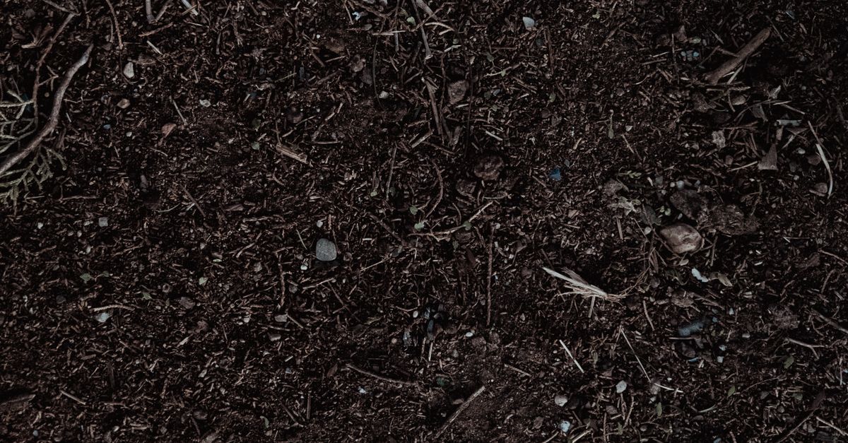 Close-up of Rich Soil Texture for Gardening · Free Stock Photo
