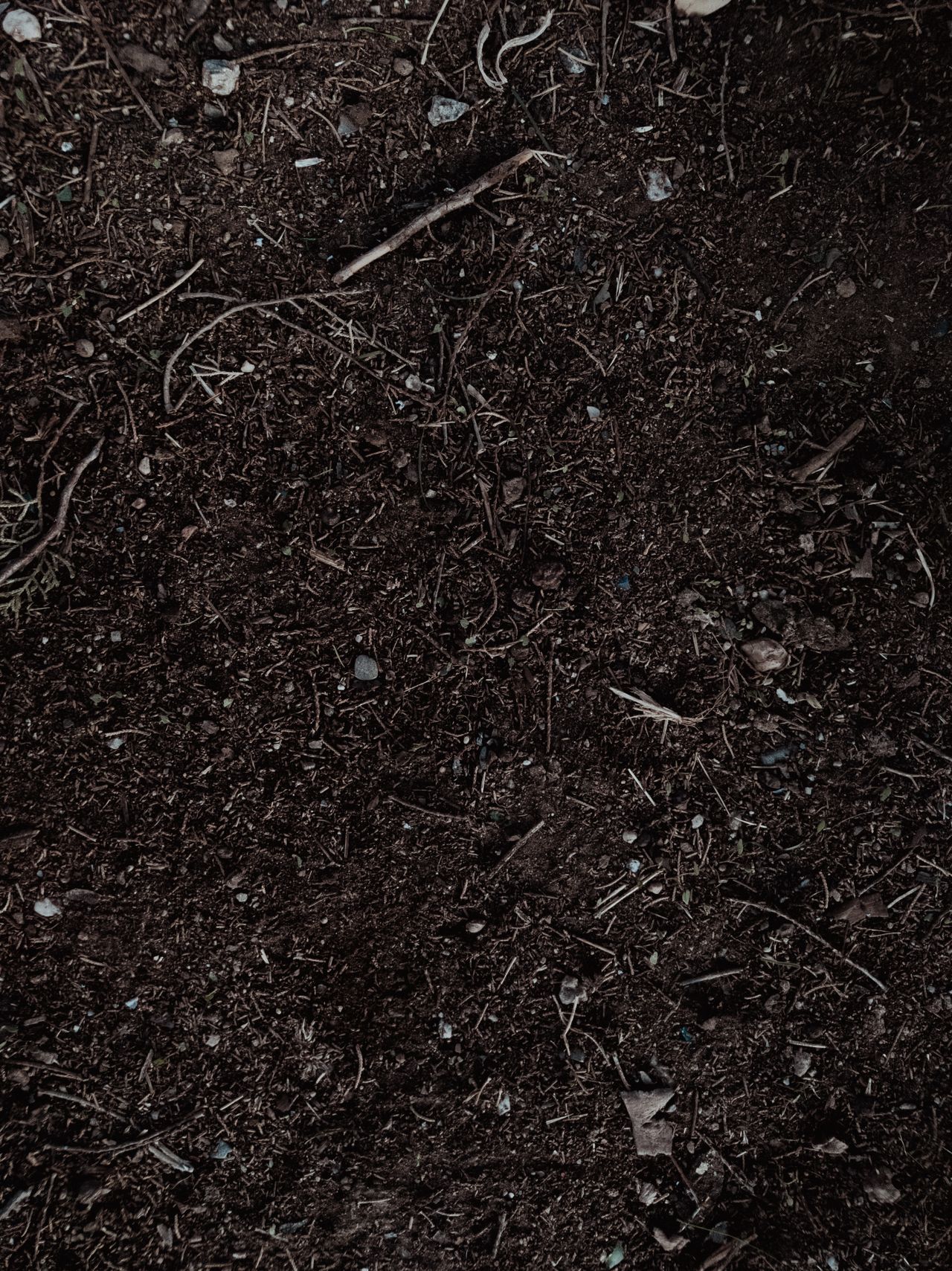Close-up of dark rich soil texture in a garden bed