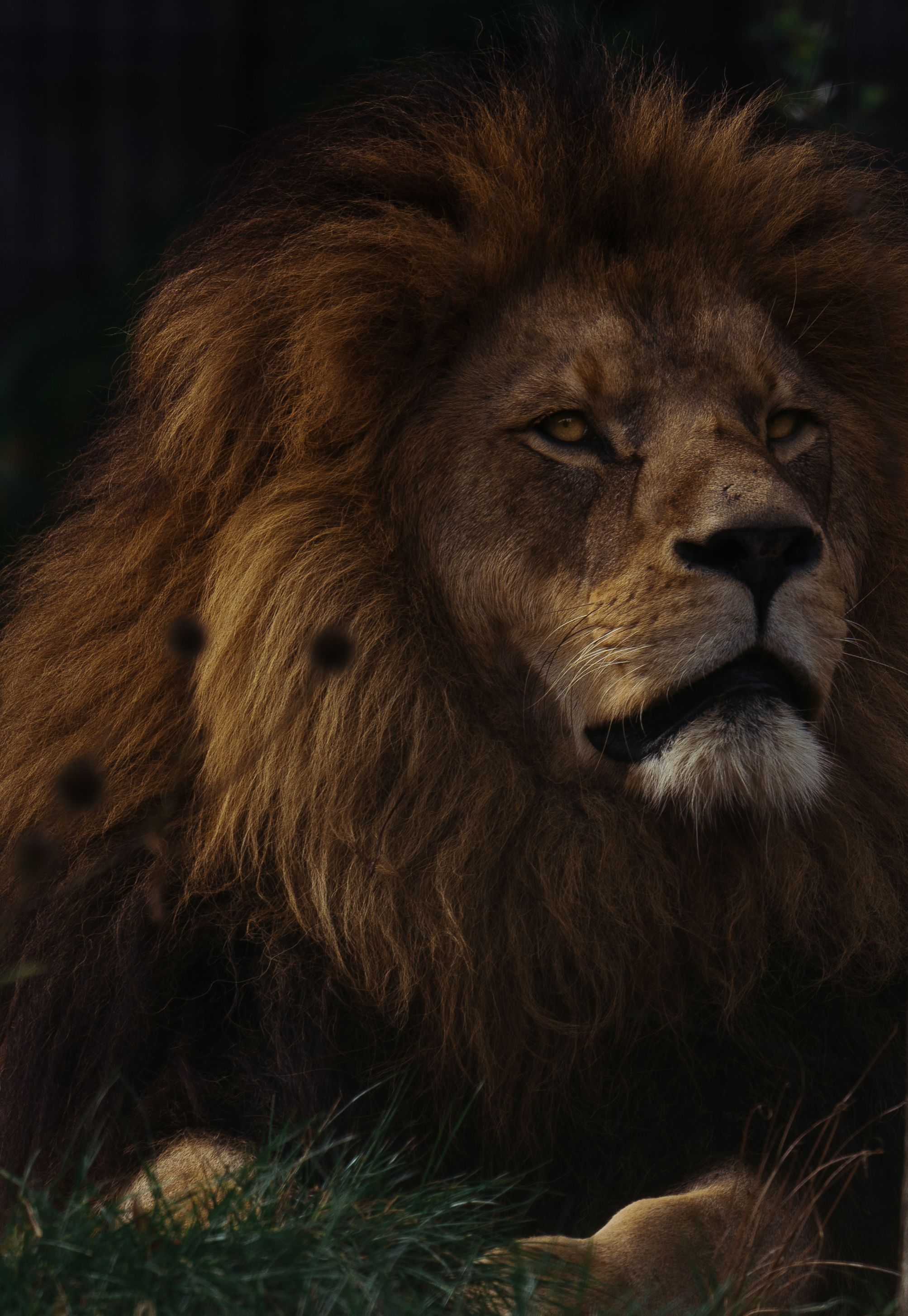 majestic male lion resting in the wild