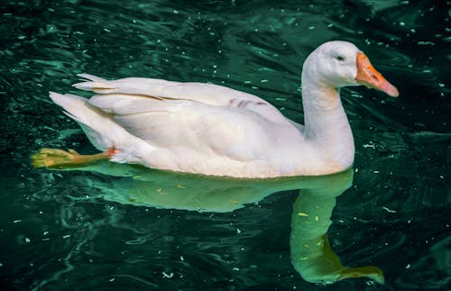 Foto profissional grátis de água do mar, águas calmas, amante dos animais