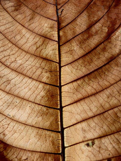 Kostnadsfria Kostnadsfri bild av blad, brun, brun bakgrund Stock foto