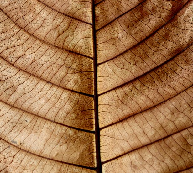 Detailed Photos, Download The BEST Free Detailed Stock Photos & HD Images