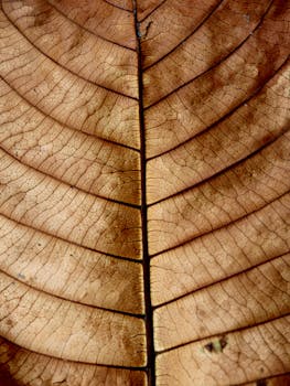 宏观镜头下的干叶，凸显了棕色表面复杂的纹理图案