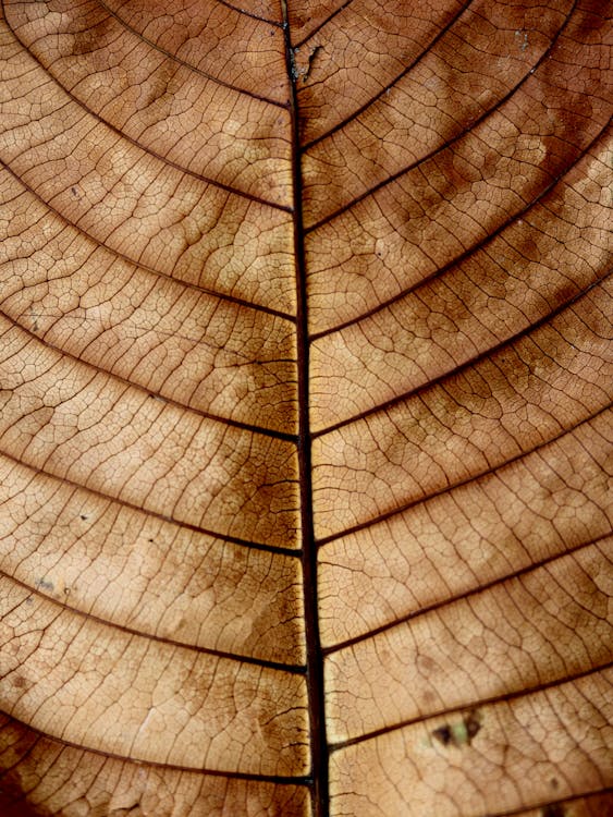 Fotobanka s bezplatnými fotkami na tému čiary, farba, hnedá