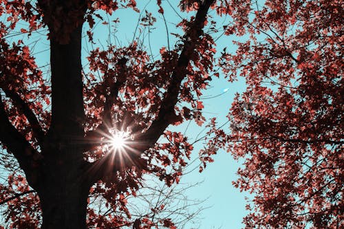 Foto d'estoc gratuïta de arbres, caure, colors