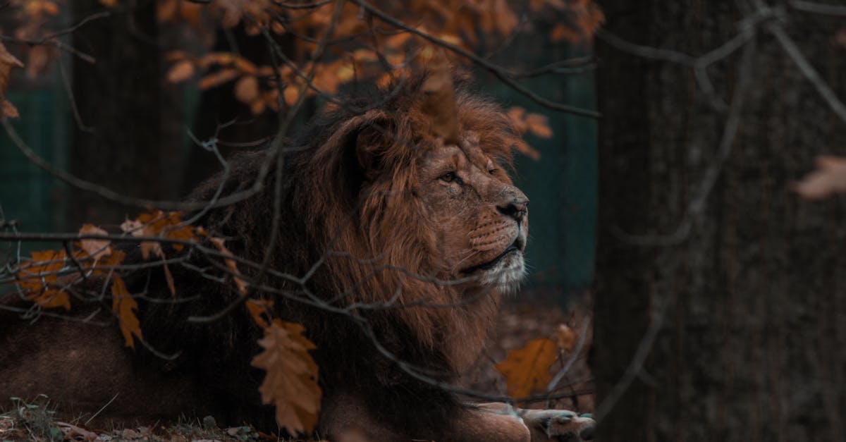 What does ferocious mean in English