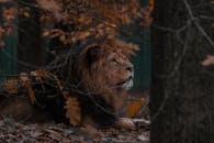 一只狮子躺在宁静森林的秋叶中，展现了大自然的原始之美
