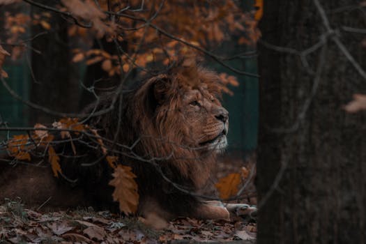 ¿Qué significa soñar con león?