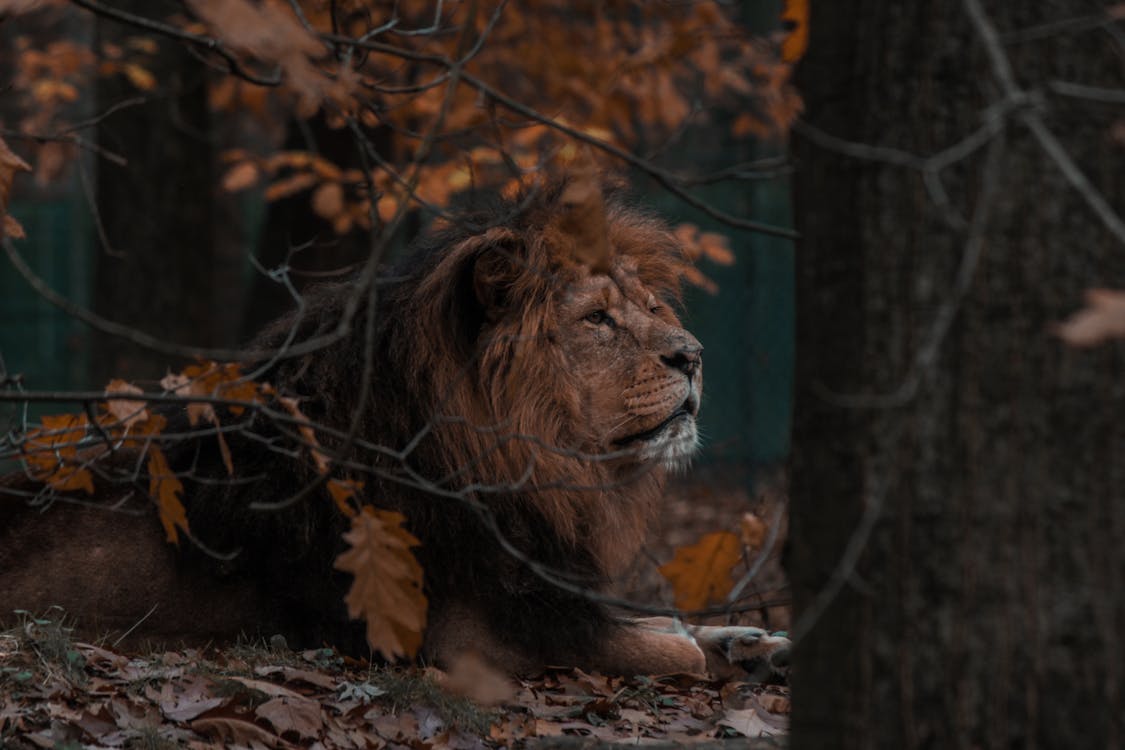 Side View Photo Of A Male Lion