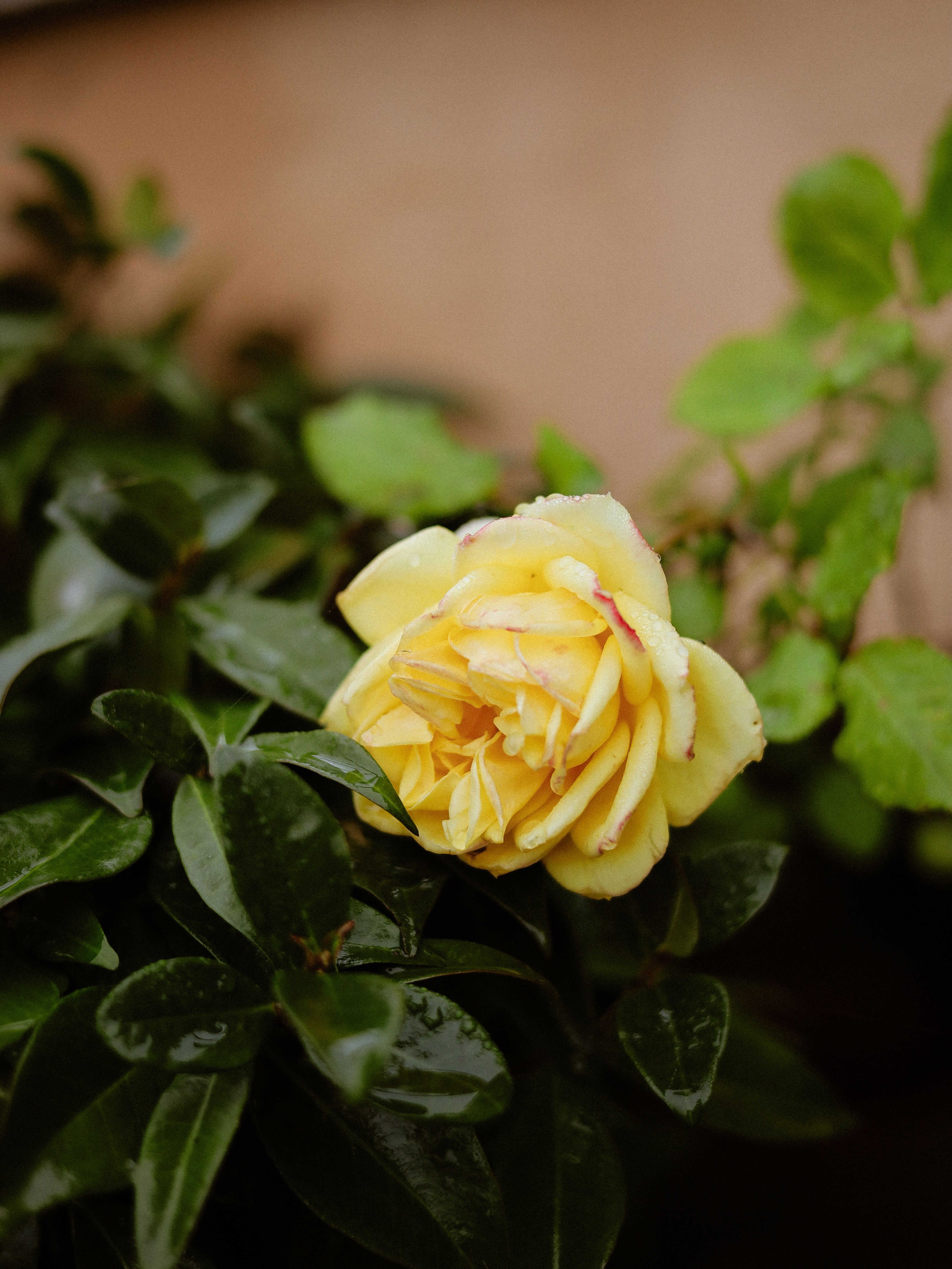 Vibrant Yellow Rose in Lush Green Foliage · Free Stock Photo