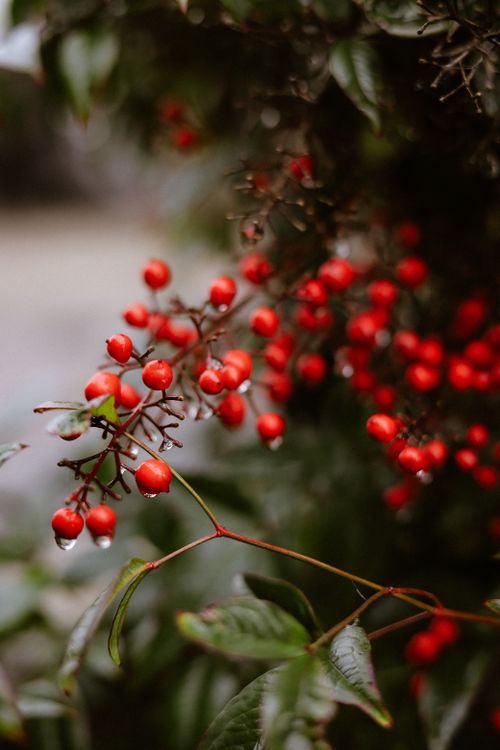 Free Close-up shot of red berries with lush green leaves on a bush. Stock Photo
