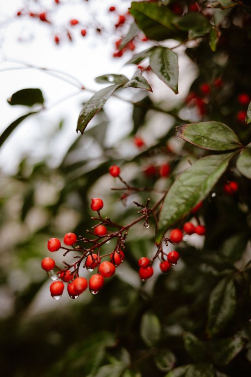 Free Vibrant red berries with water droplets on lush green leaves. Perfect for nature themes. Stock Photo