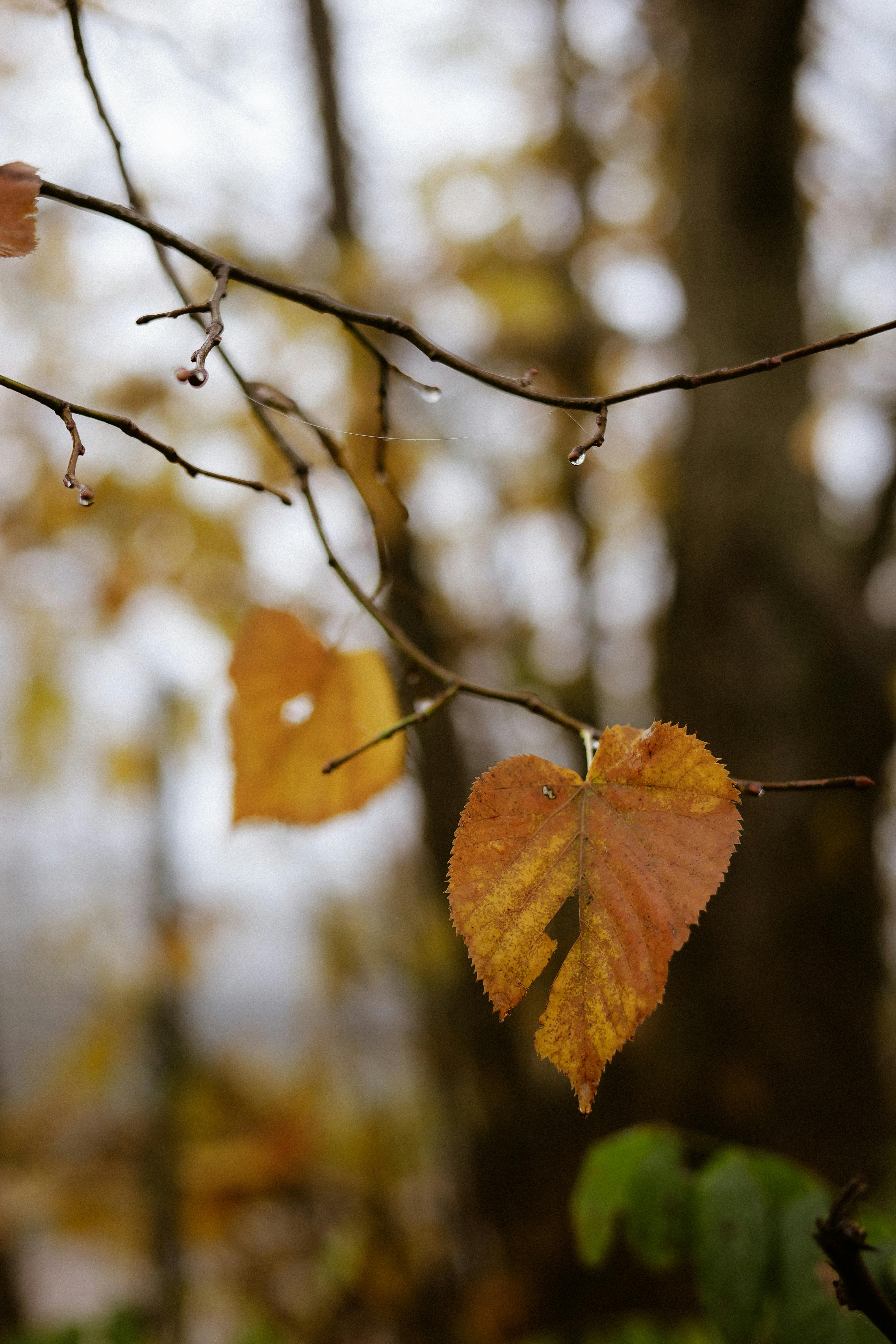 close up of dewy autumn leaves in forest