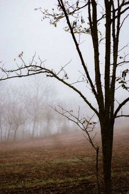 A serene foggy landscape featuring barren trees in autumn.