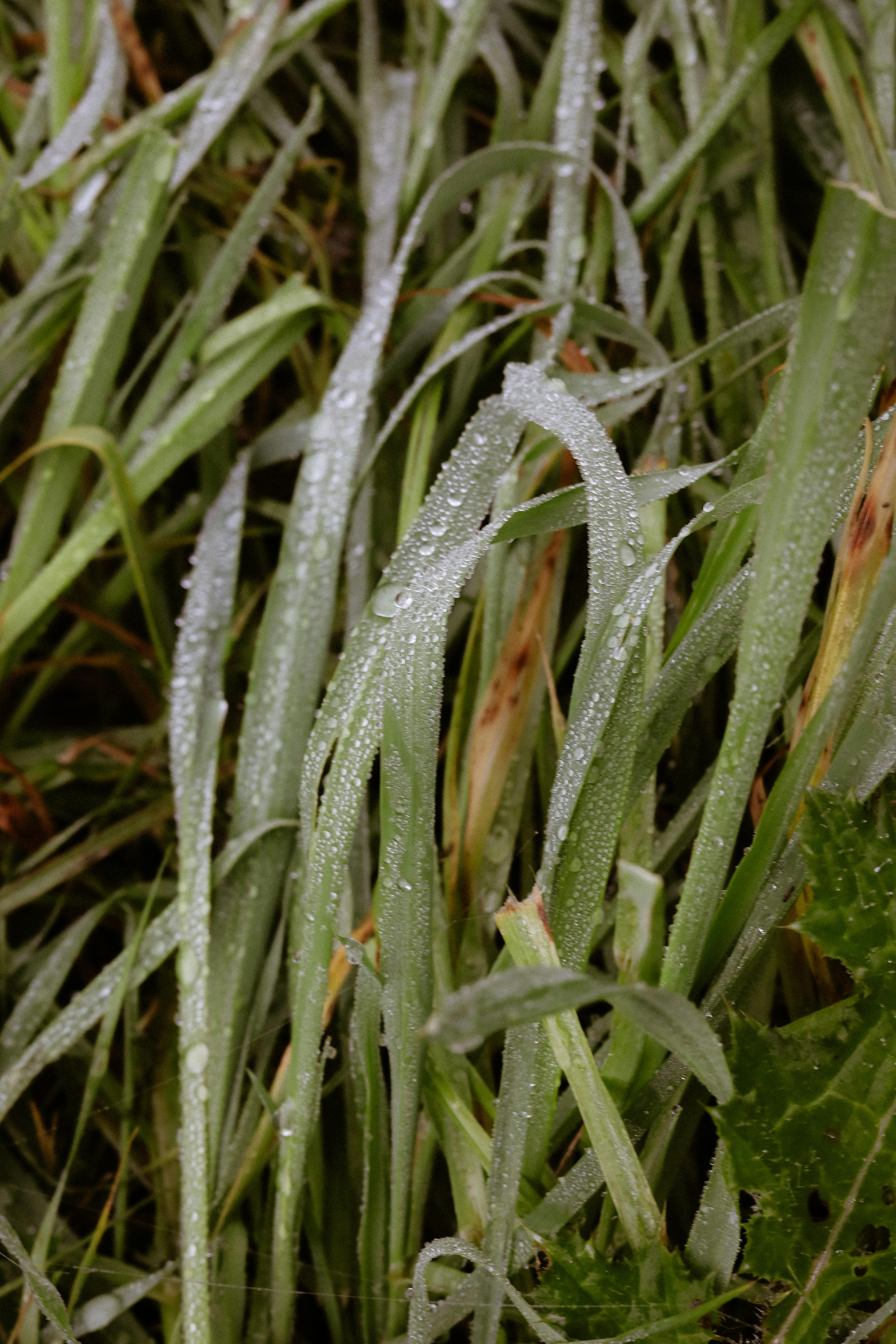 Detailed view of green grass covered in fresh morning dew drops.