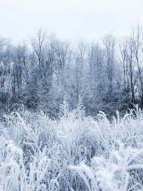 Free A quiet winter landscape with frost-covered trees and plants under a pale sky. Stock Photo