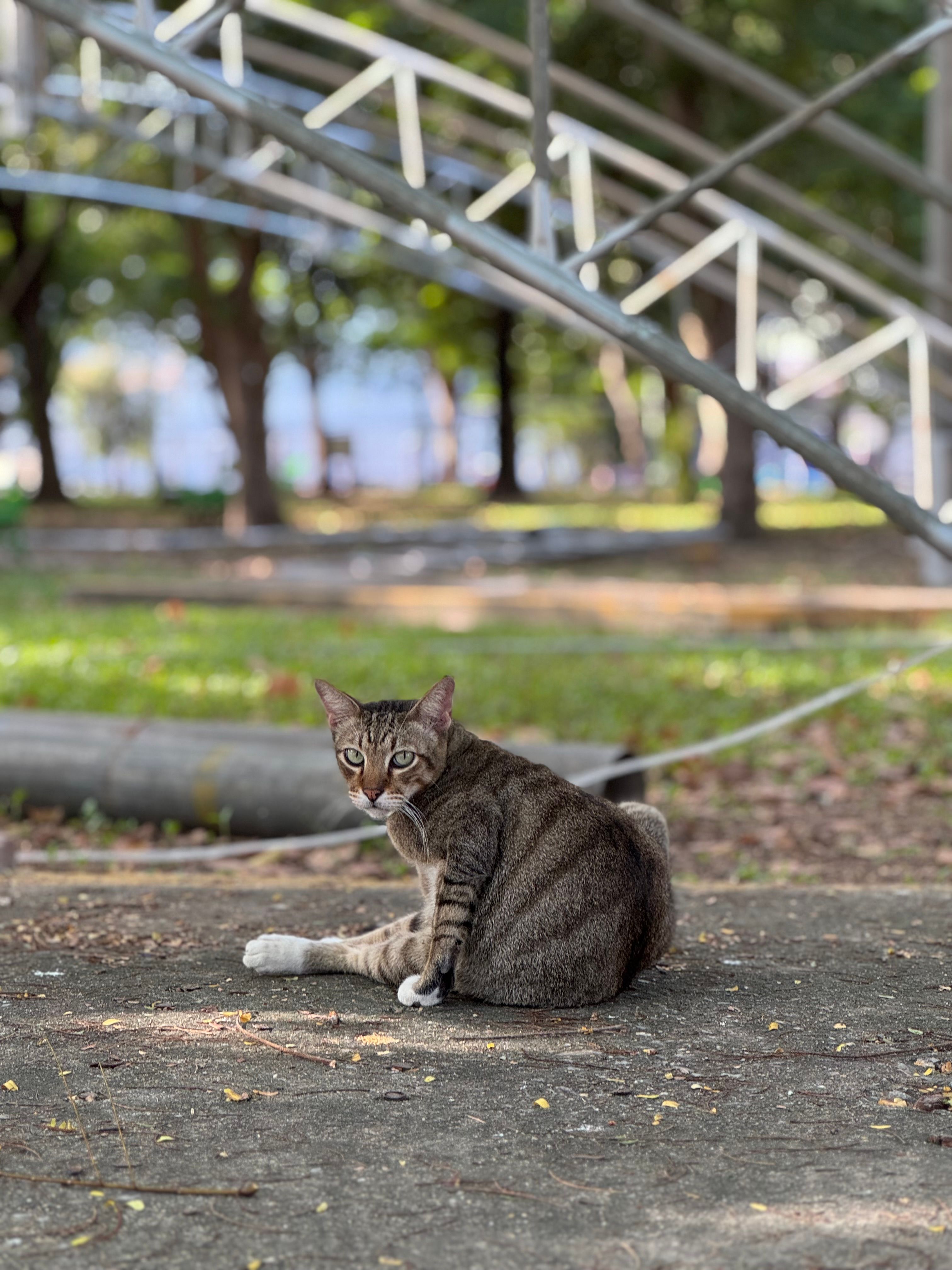 Tabby Cat Relaxing in Sunny Park Setting · Free Stock Photo