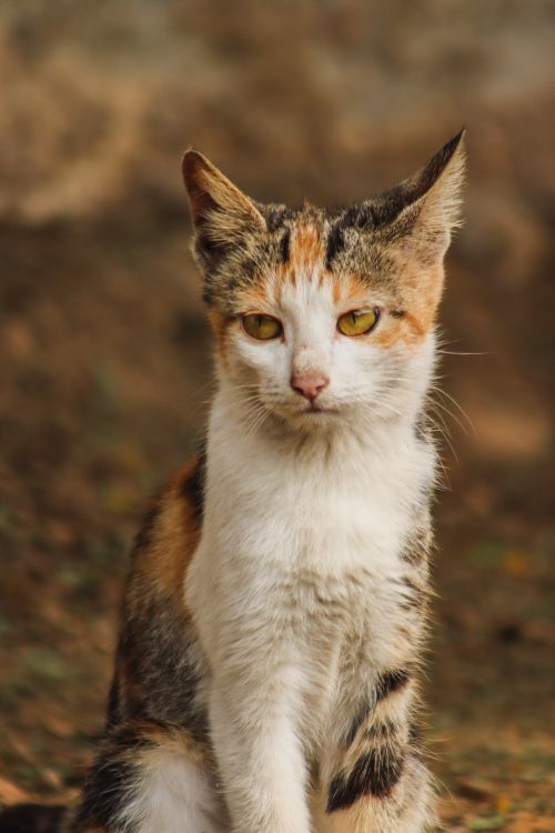 Free Close-up of a calico cat sitting outdoors, showcasing its unique fur patterns and attentive gaze. Stock Photo