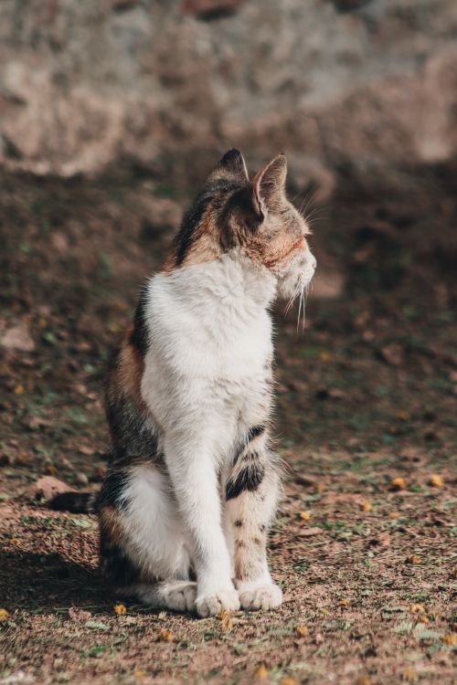 Free A calico cat sitting outdoors, looking to the side in a natural environment. Stock Photo