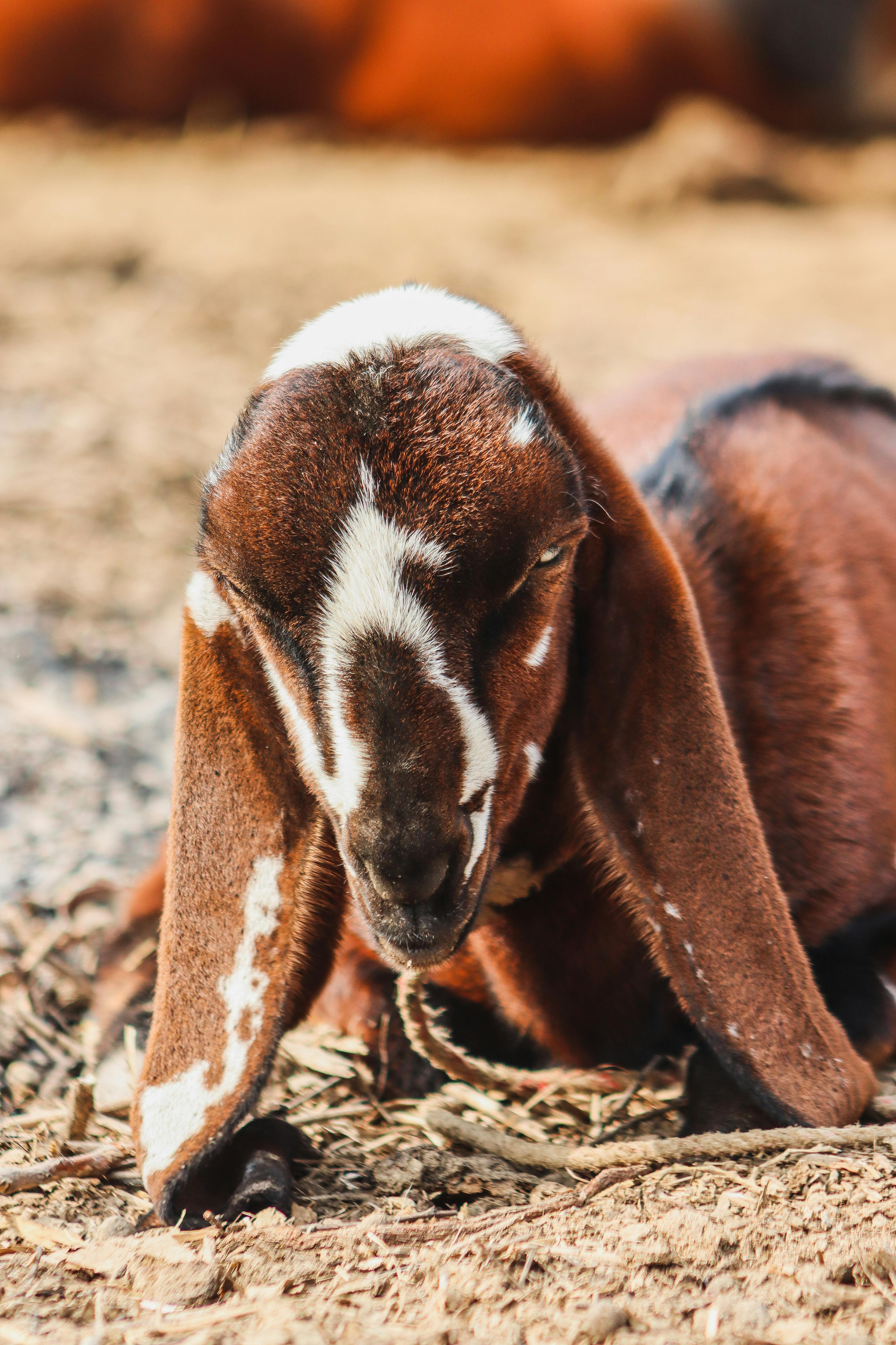 Gratuit Photos gratuites de @extérieur, agriculture, animal Photos