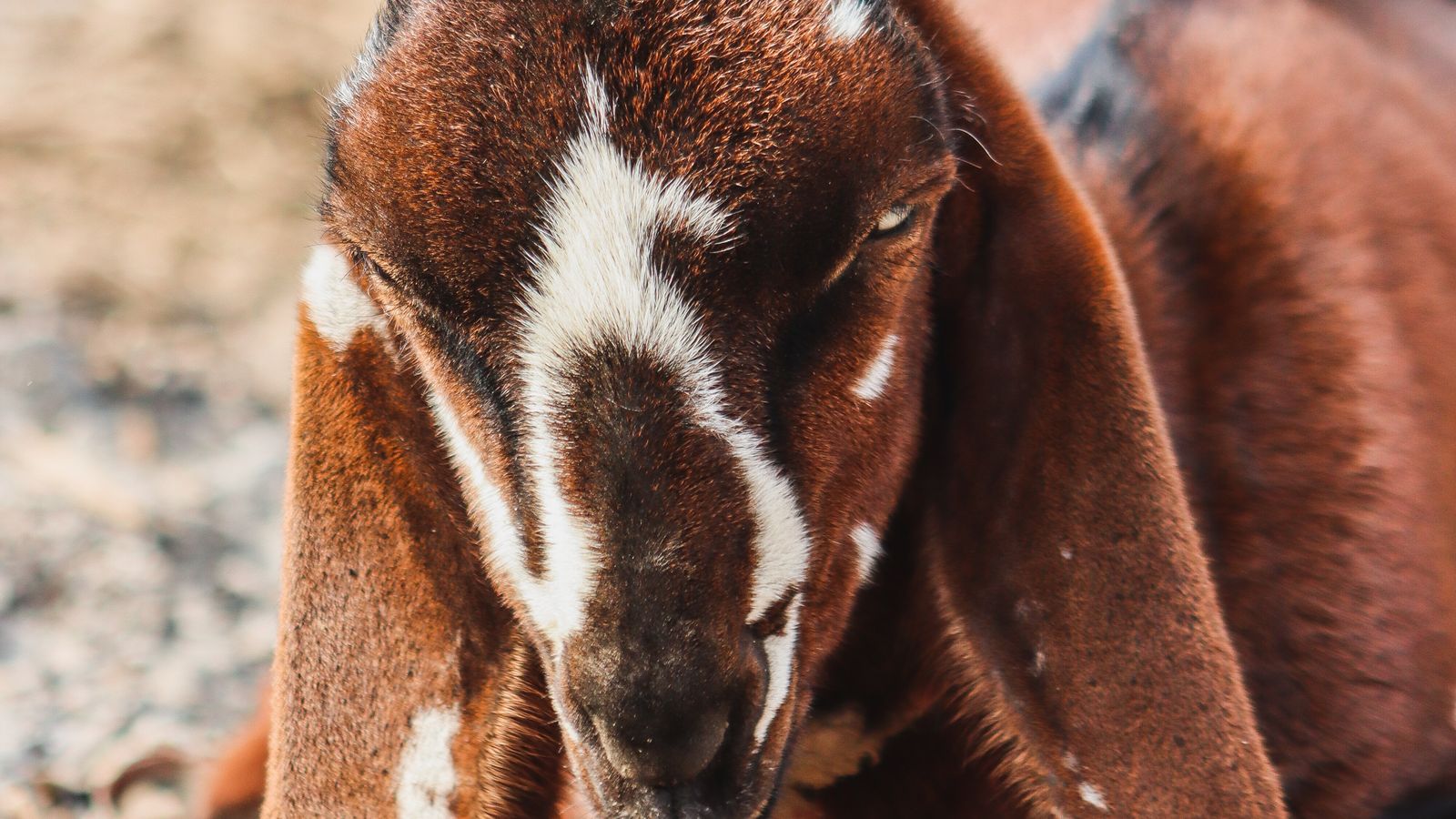 Close up of brown nubian goat resting outdoors, Sudan