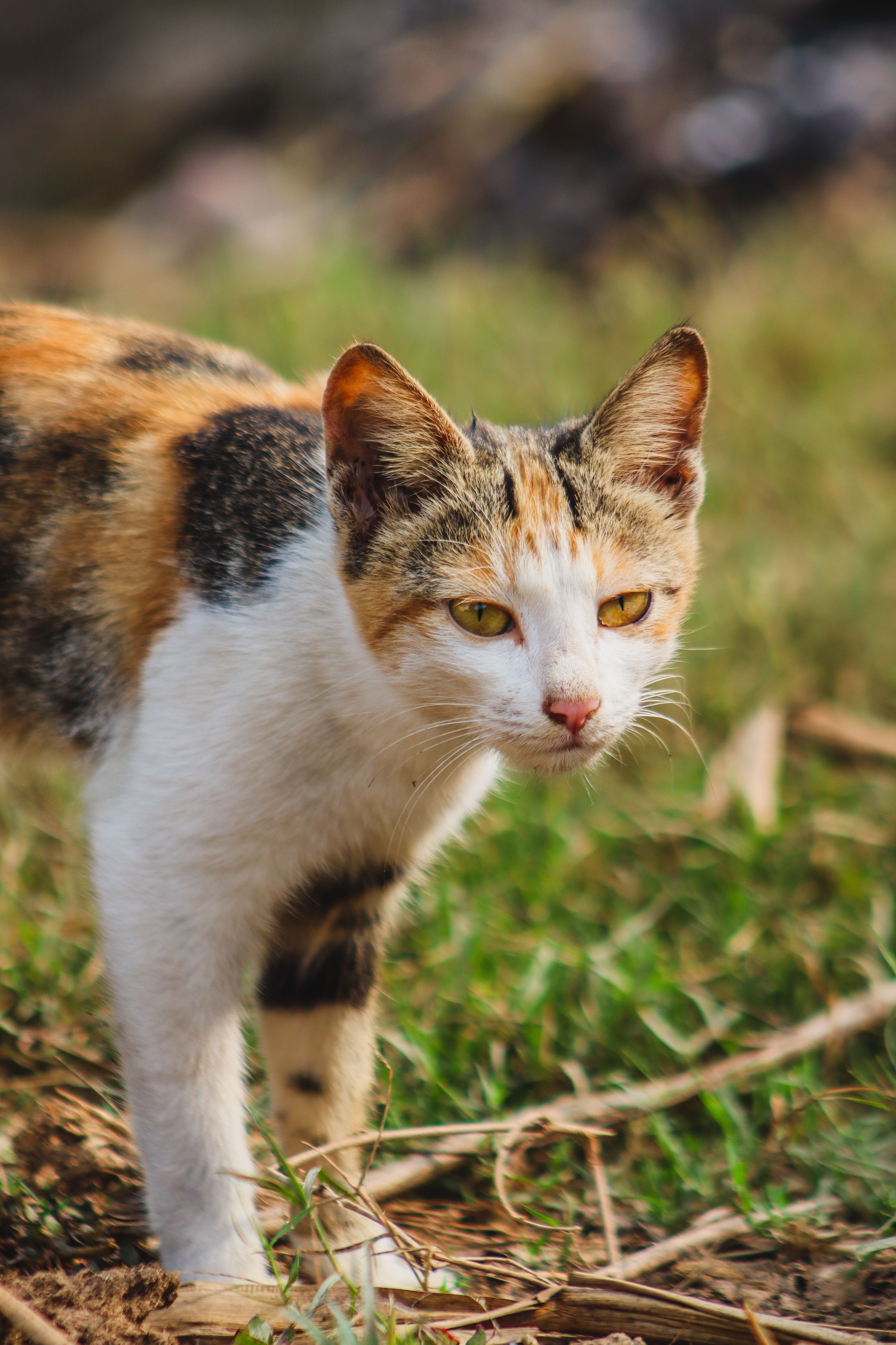 Calico Cat Exploring Outdoors in a Sunlit Field · Free Stock Photo