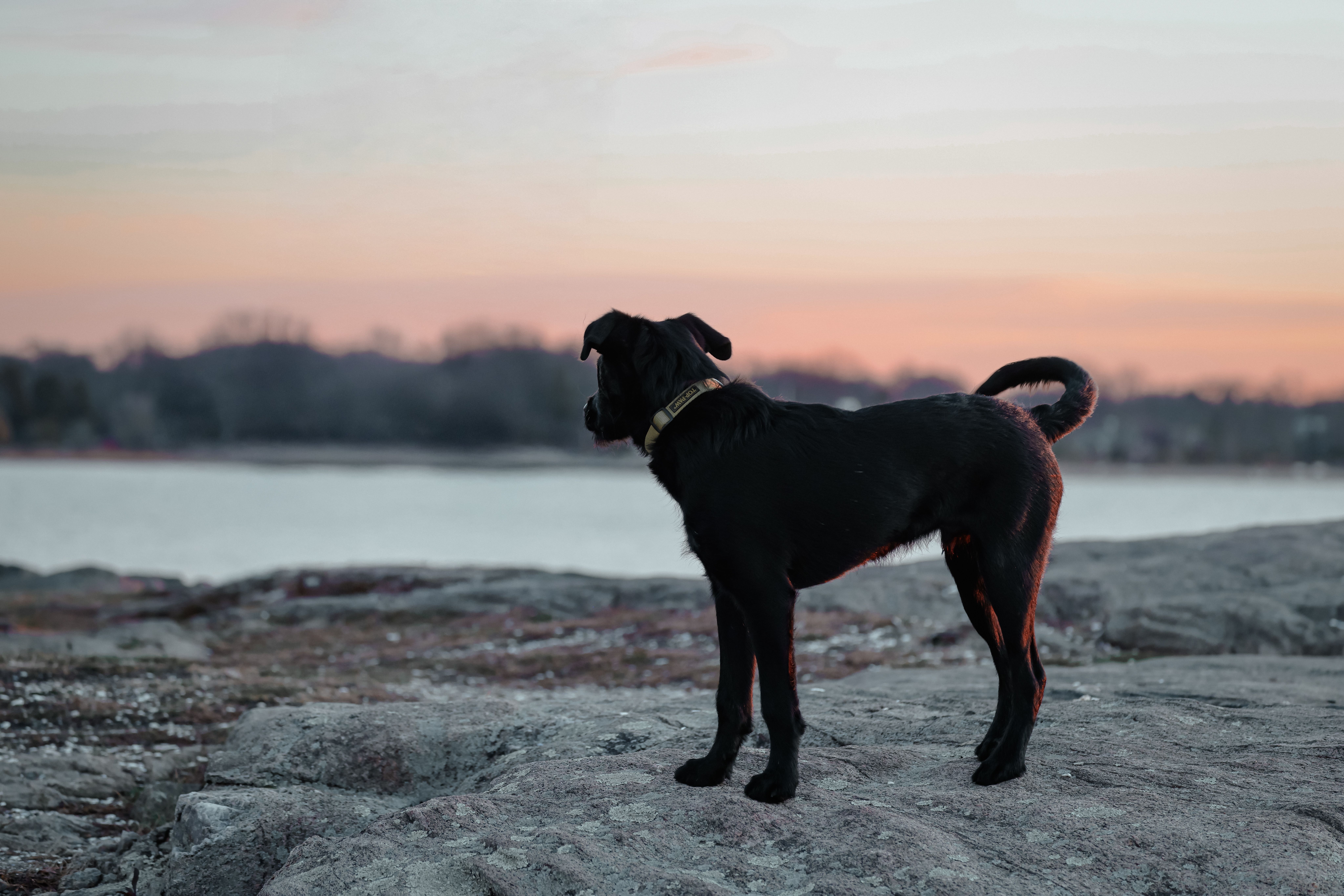 A black dog standing on a rocky shore during sunrise at Stamford, CT.