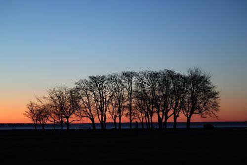 Free Enchanting silhouette of trees against a vibrant dawn sky at Cove Island Park, Stamford. Stock Photo