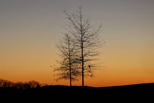 Free Silhouette of barren trees against a vibrant orange dawn sky at Cove Island Park, Stamford. Stock Photo