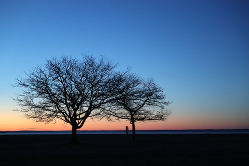 Free Peaceful autumn morning at Cove Island Park in Stamford with silhouetted trees against dawn sky. Stock Photo