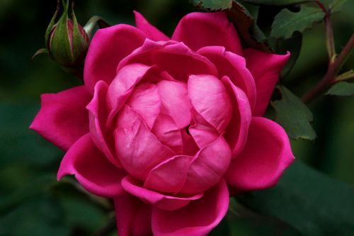 Free Stunning close-up of a vibrant pink rose blossom with rich green leaves in the background. Stock Photo