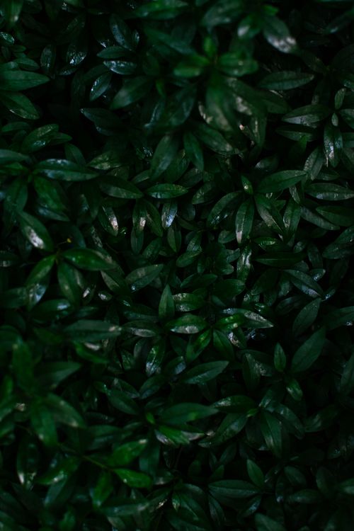 Free Rich dark green leaves close-up creating a dense natural foliage background. Stock Photo
