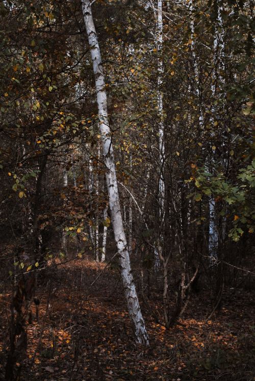 Free Serene view of a birch forest with autumn foliage, showcasing nature's beauty. Stock Photo