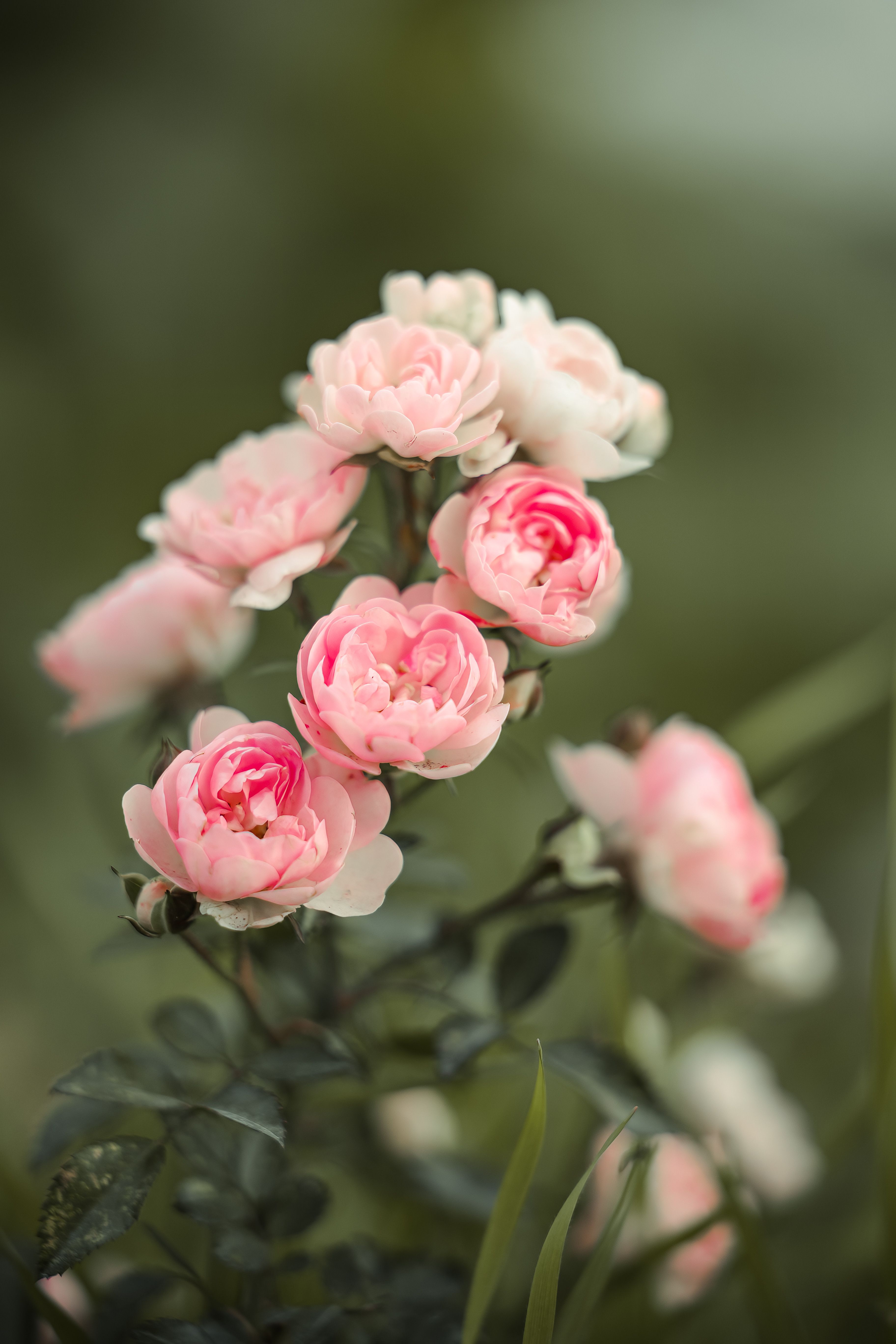 Delicate Pink Roses in Bloom on a Soft Green Background · Free Stock Photo