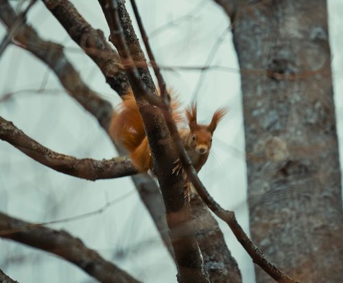 Free A red squirrel perched on a tree branch in a winter forest setting. Stock Photo
