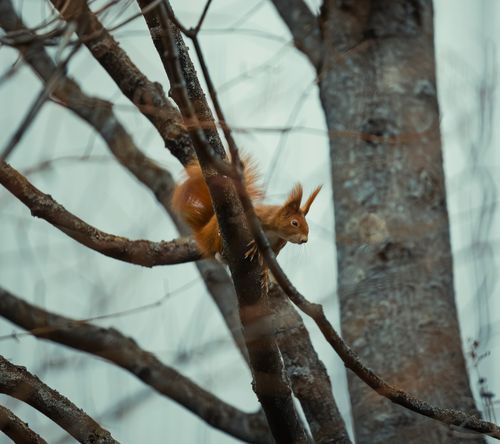 Free A red squirrel perched on a tree branch in a winter forest setting. Stock Photo