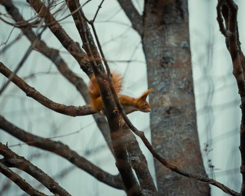 Free A red squirrel perched on a branch amidst bare trees in a forest setting. Stock Photo