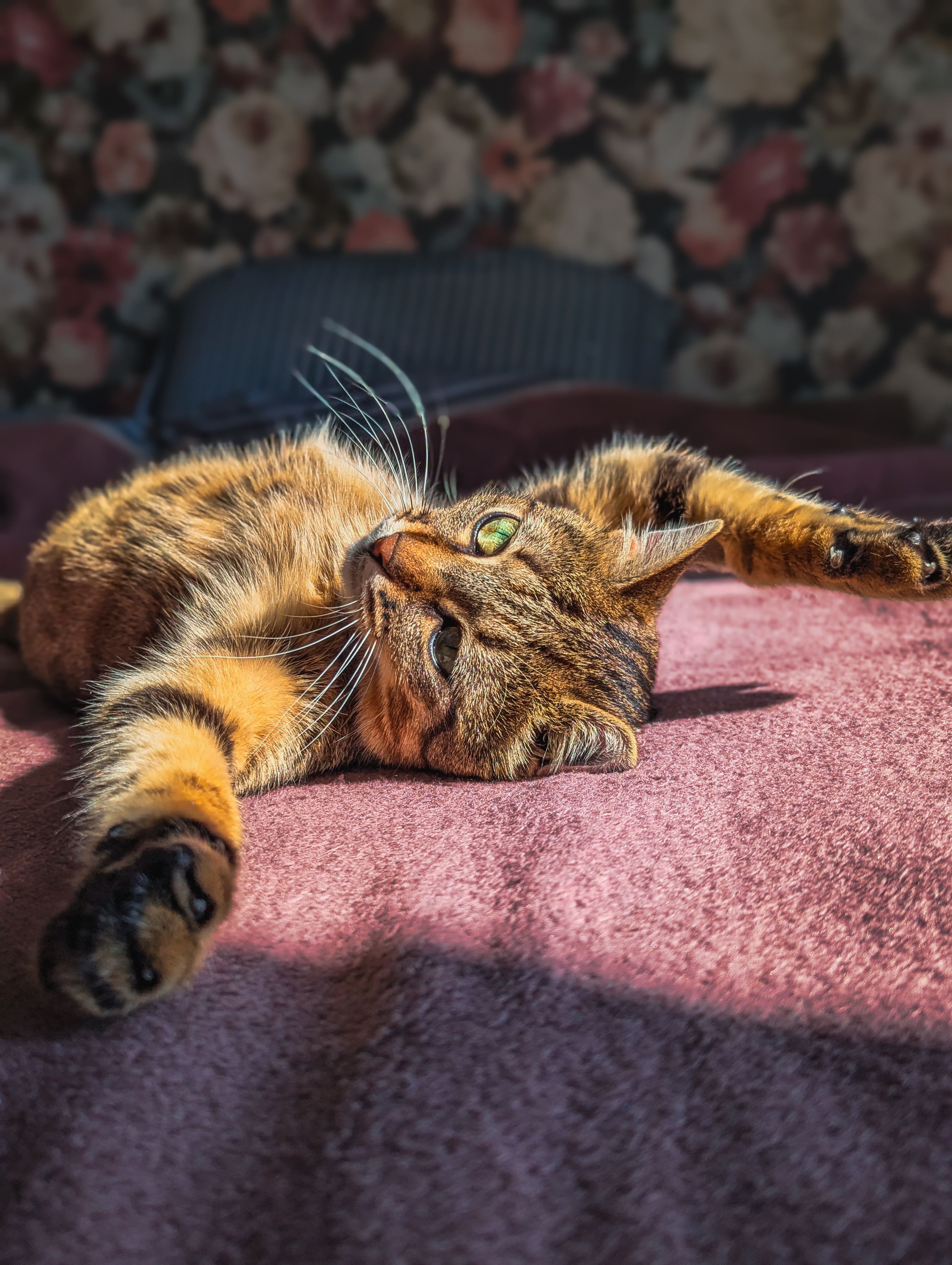 Tabby Cat Relaxing in Sunlight on a Bed · Free Stock Photo