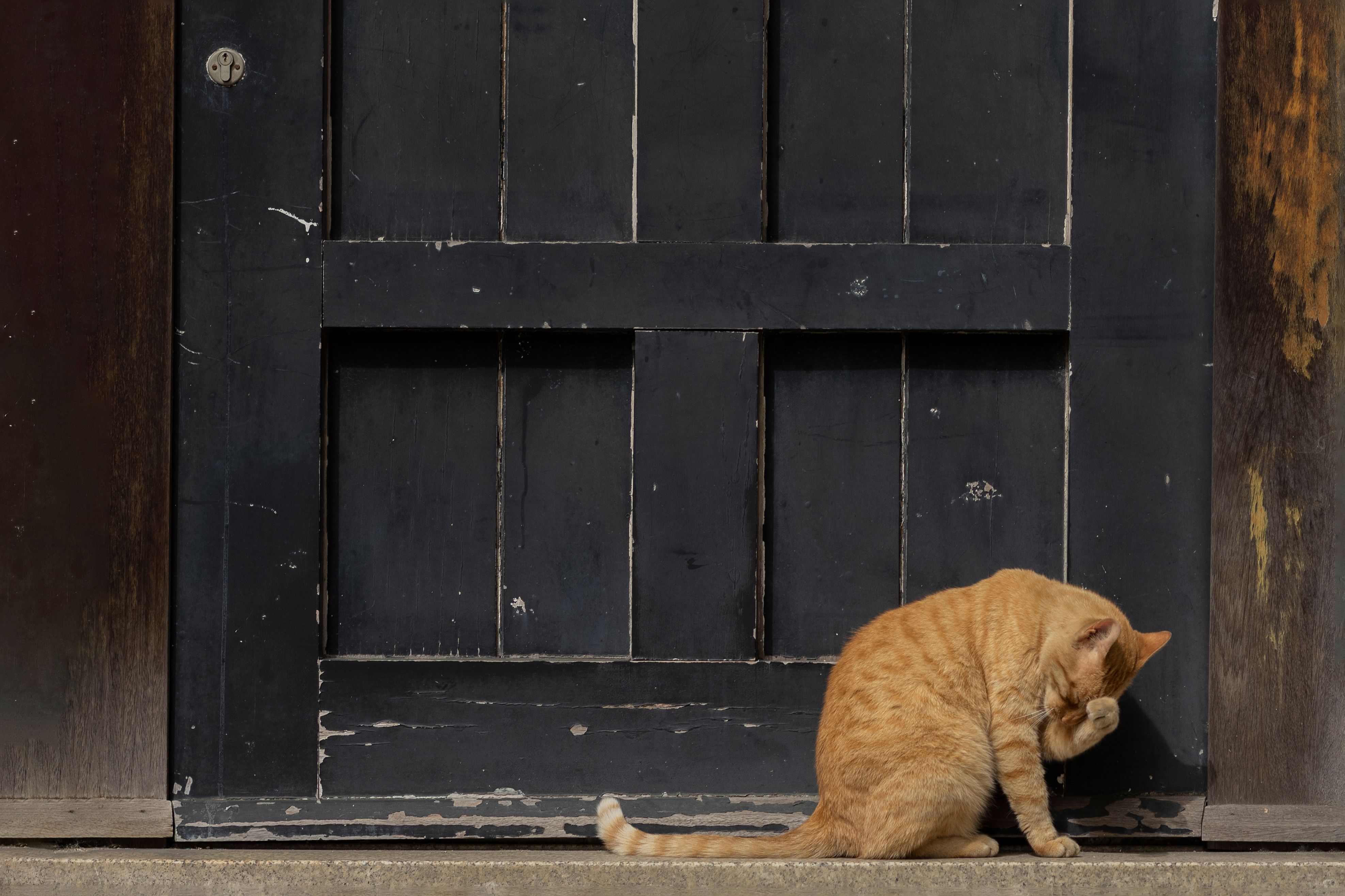 A ginger cat sitting in front of a rustic wooden door, grooming itself calmly.