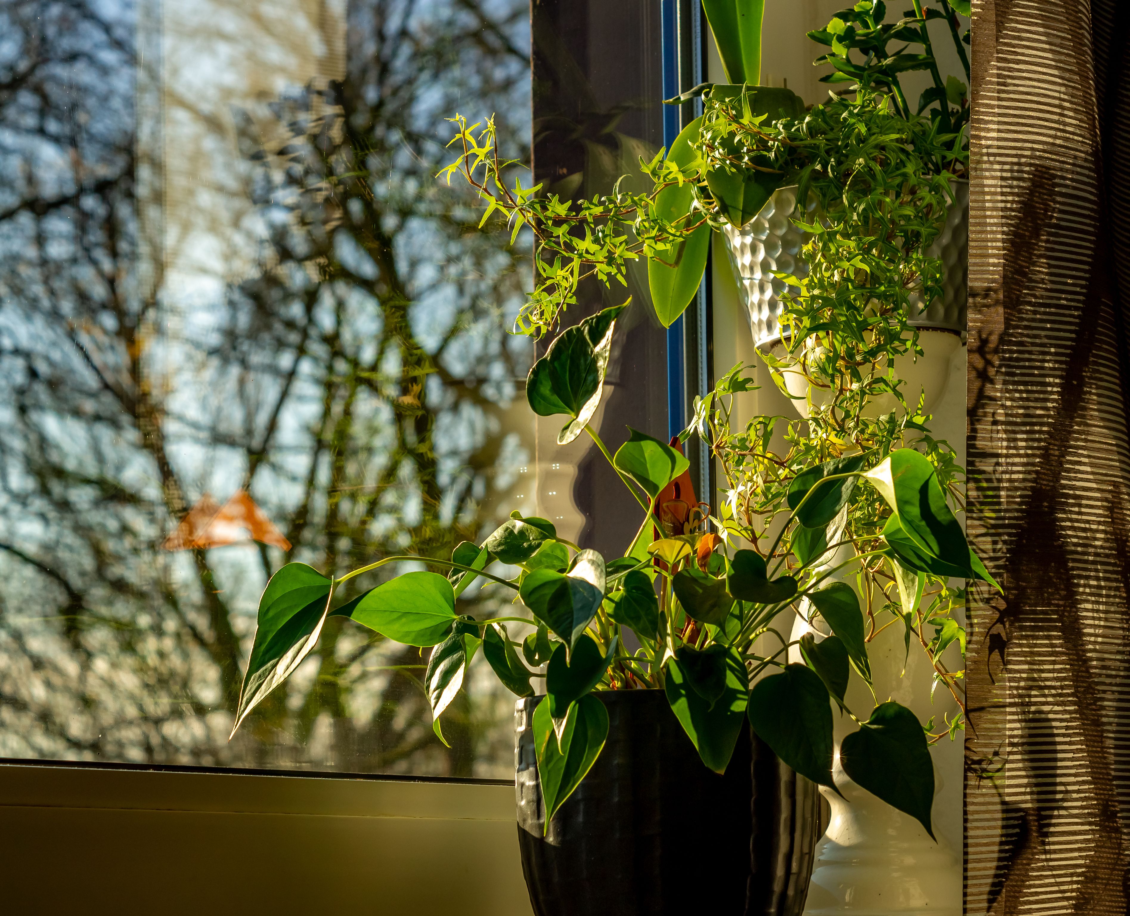 Votre petit jardin d'intérieur manque de lumière ? 7 astuces de pro pour offrir une luminosité idéal