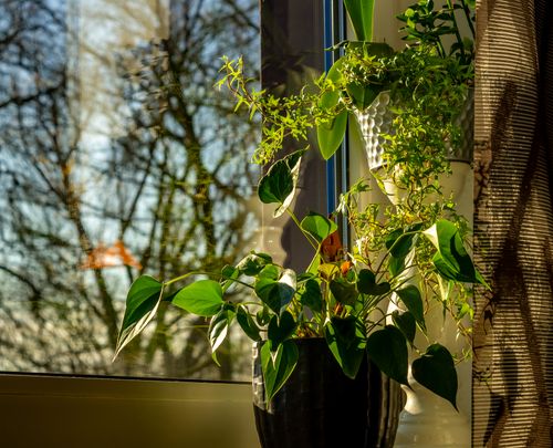 Free Lush green plants bathed in sunlight by a window, offering a serene indoor ambiance. Stock Photo