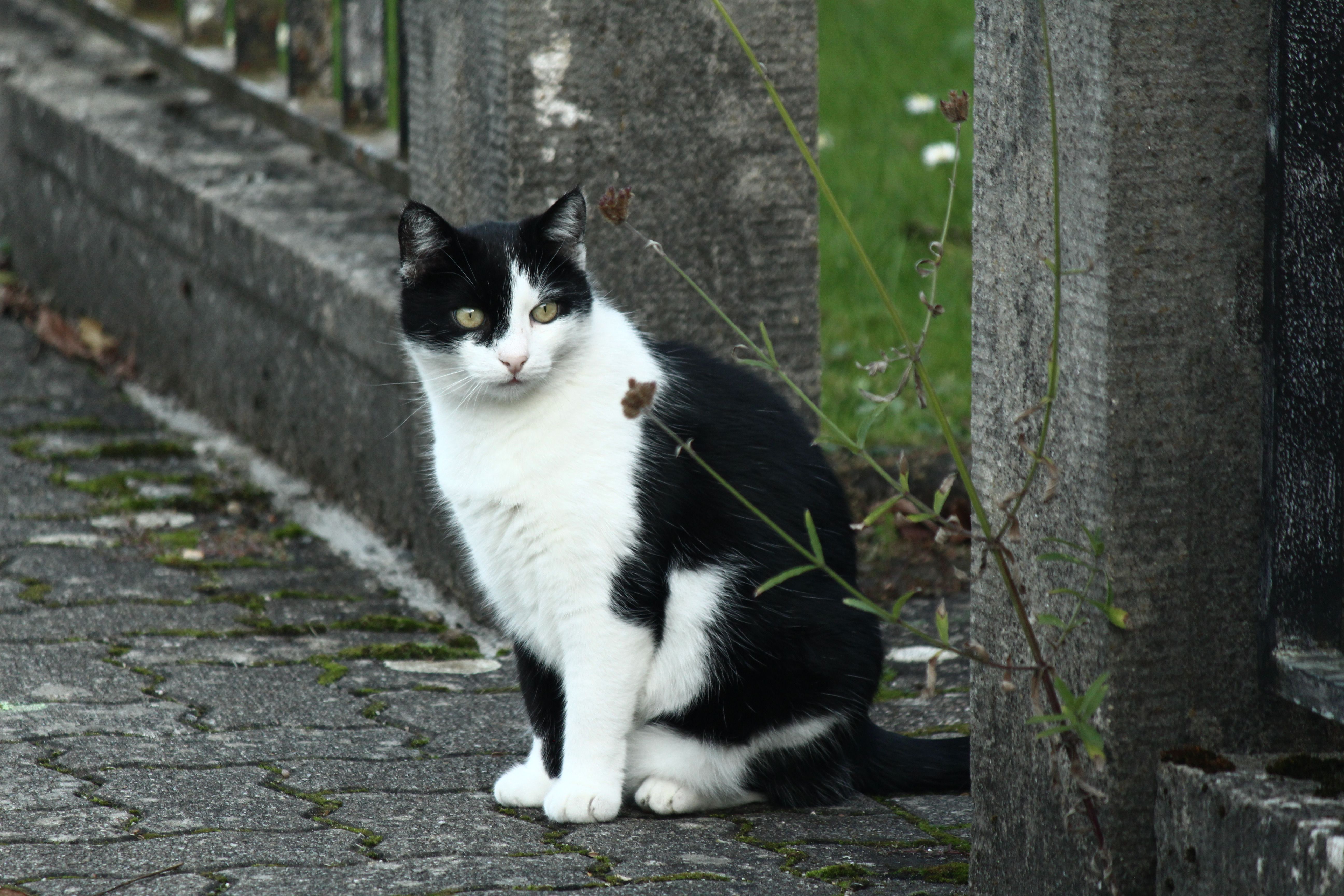 Black and White Cat Sitting Outdoors in Garden · Free Stock Photo