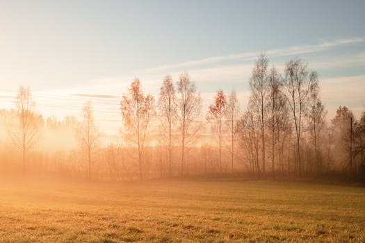 Serene misty sunrise over a rural field with autumn trees in Straupe, Latvia.