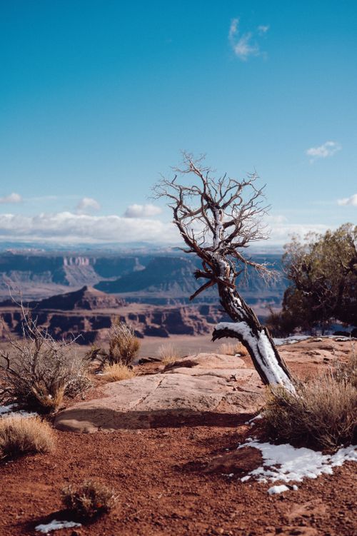 Free A solitary tree in a vast desert landscape with distant canyons under a clear blue sky. Stock Photo