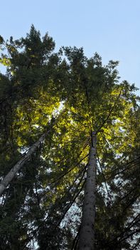 Looking up at tall trees with sunlit canopy against clear blue sky. Tranquil nature scene.